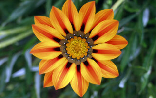 Plantas para un balcón pequeño que aguantan bien el calor